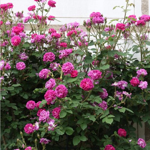 Mélange de pourpre et mauve - Rosier aux fleurs anglaises - rosier à haute tige - retombant